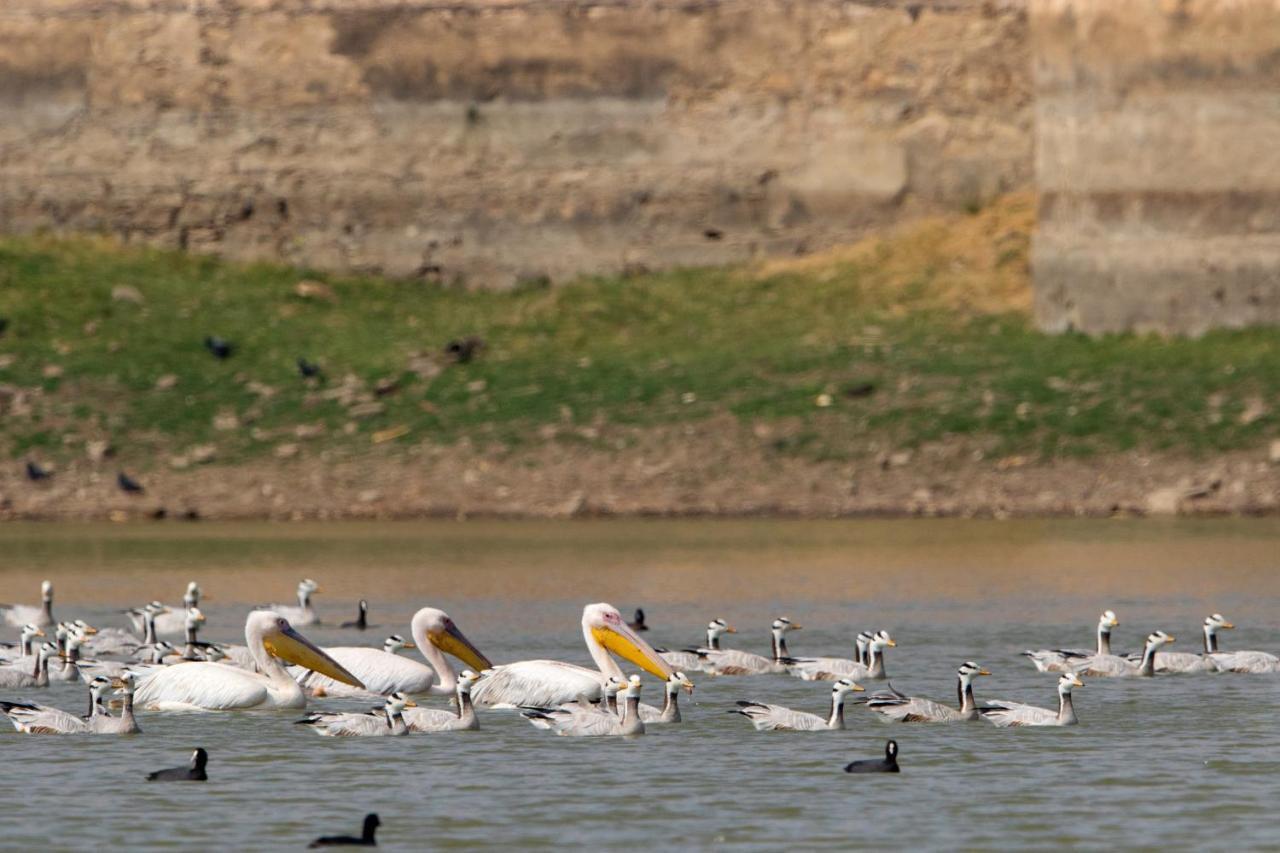 Raas Chhatrasagar, Nimaj, District Pali Экстерьер фото